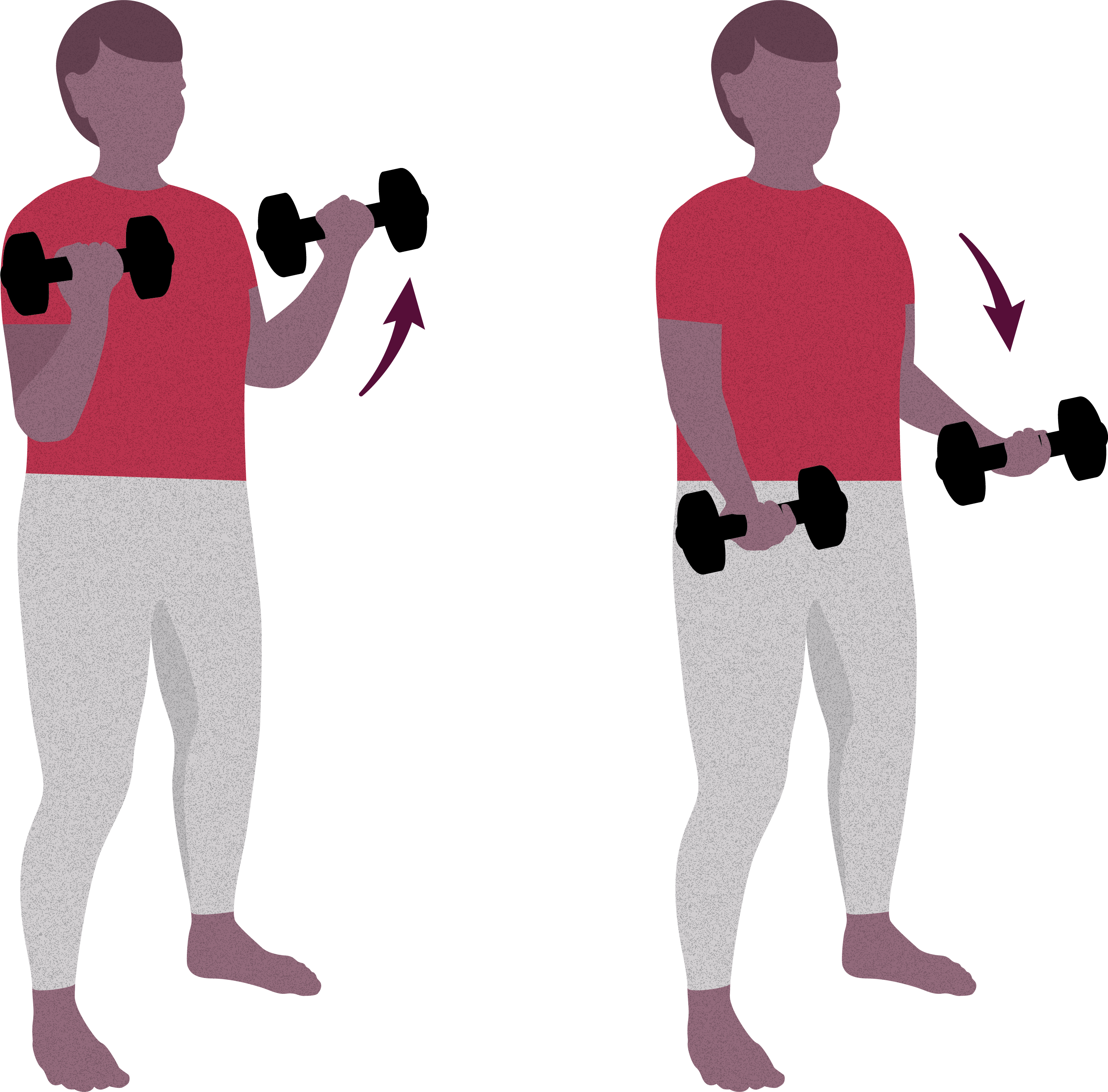 /An%20illustration%20shows%20a%20person%20demonstrating%20a%20bicep%20curl%20with%20weights.