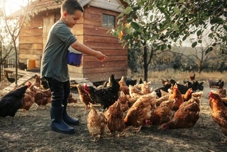 A kid feeding chickens